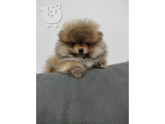 Όμορφα κουτάβια Pomeranian Spitz